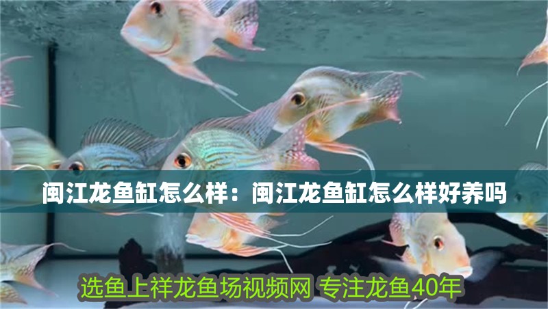 閩江龍魚(yú)缸怎么樣：閩江龍魚(yú)缸怎么樣好養(yǎng)嗎