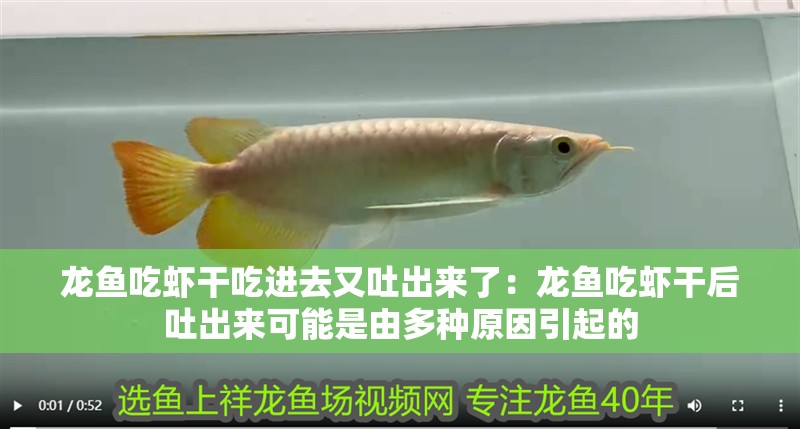 龍魚吃蝦干吃進去又吐出來了:龍魚吃蝦干后吐出來可能是由多種原因引起的 龍魚百科 第2張 龍魚吃蝦干吃進去又吐出來了:龍魚吃蝦干后吐出來可能是由多種原因引起的 龍魚吃蝦干吃進去又吐出來了:龍魚吃蝦干后吐出來可能是由多種原因引起的 龍魚百科 第2張