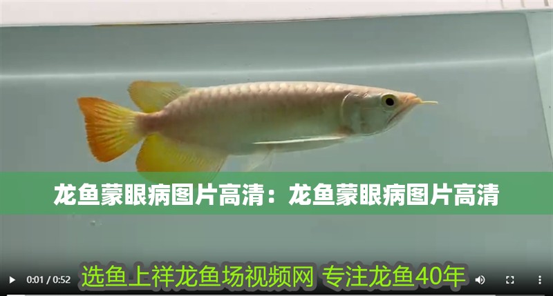 龍魚蒙眼病圖片高清：龍魚蒙眼病圖片高清