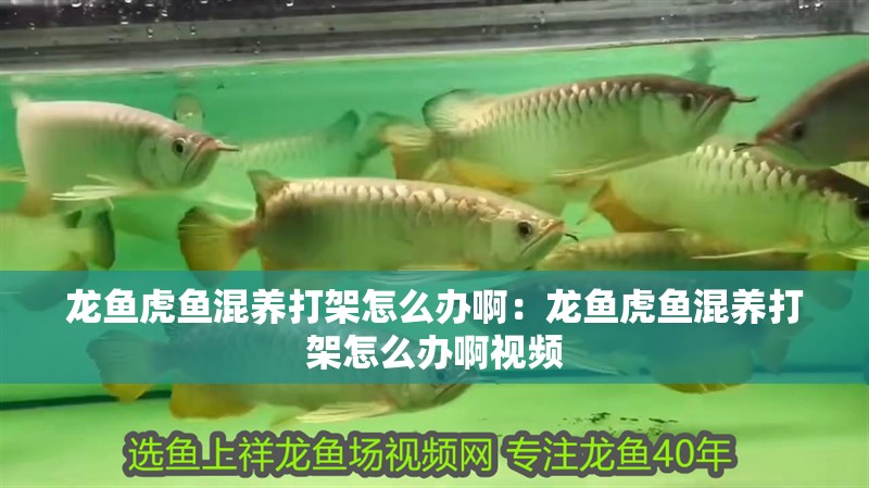 龍魚虎魚混養(yǎng)打架怎么辦啊：龍魚虎魚混養(yǎng)打架怎么辦啊視頻