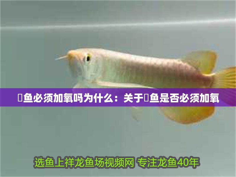 魟魚必須加氧嗎為什么：關于魟魚是否必須加氧