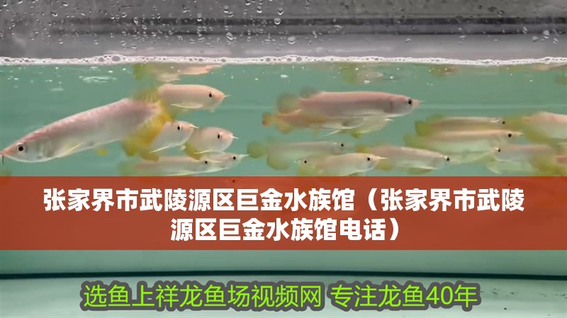 張家界市武陵源區巨金水族館(張家界市武陵源區巨金水族館電話) 全國水族館企業名錄 第1張 張家界市武陵源區巨金水族館(張家界市武陵源區巨金水族館電話) 張家界市武陵源區巨金水族館(張家界市武陵源區巨金水族館電話) 全國水族館企業名錄 第1張