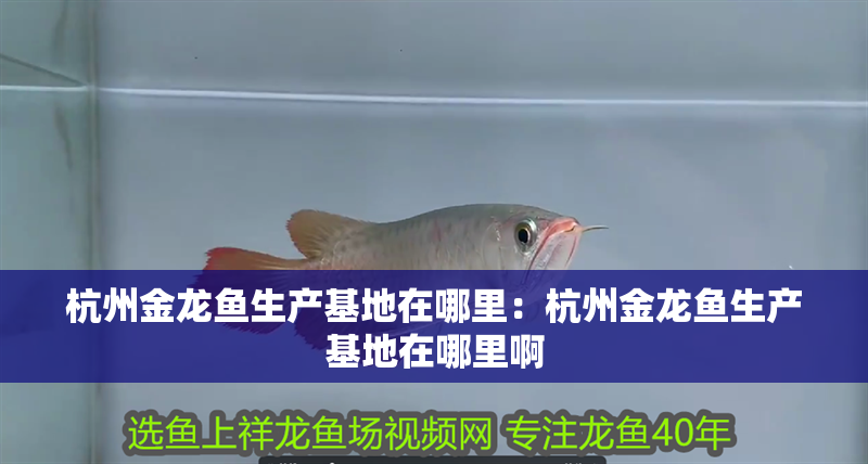 杭州金龍魚生產基地在哪里：杭州金龍魚生產基地在哪里啊