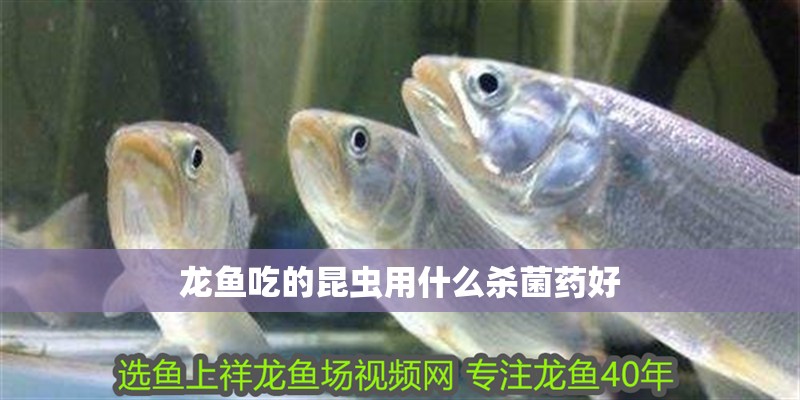 龍魚吃的昆蟲用什么殺菌藥好