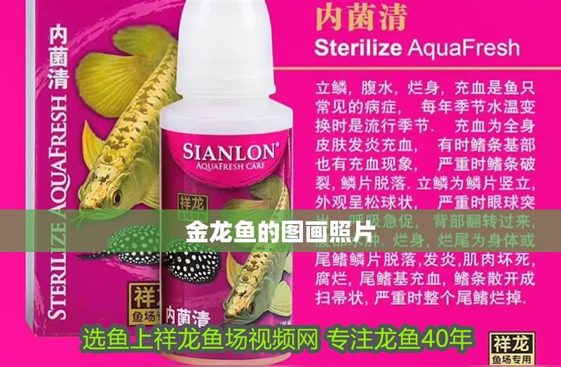 金龍魚(yú)的圖畫(huà)照片