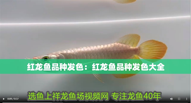 紅龍魚品種發(fā)色：紅龍魚品種發(fā)色大全 紅龍魚品種發(fā)色：紅龍魚品種發(fā)色大全 水族問答