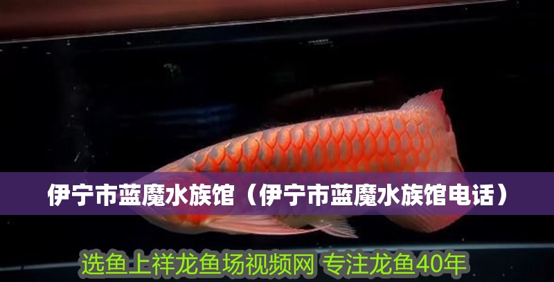 伊寧市藍魔水族館（伊寧市藍魔水族館電話）