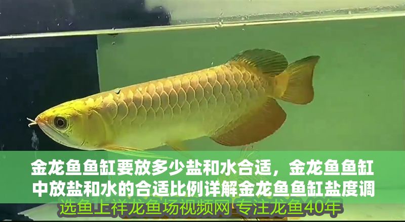 金龍魚魚缸要放多少鹽和水合適，金龍魚魚缸中放鹽和水的合適比例詳解金龍魚魚缸鹽度調節(jié)技巧