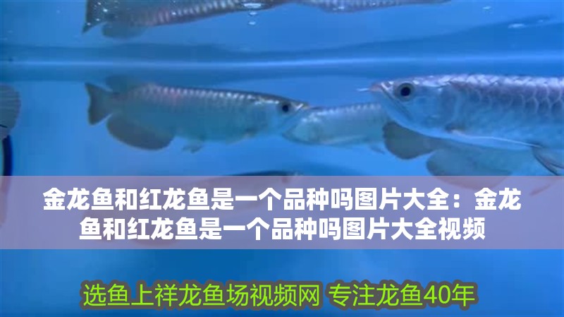 金龍魚和紅龍魚是一個品種嗎圖片大全：金龍魚和紅龍魚是一個品種嗎圖片大全視頻 金龍魚和紅龍魚是一個品種嗎圖片大全：金龍魚和紅龍魚是一個品種嗎圖片大全視頻 水族問答
