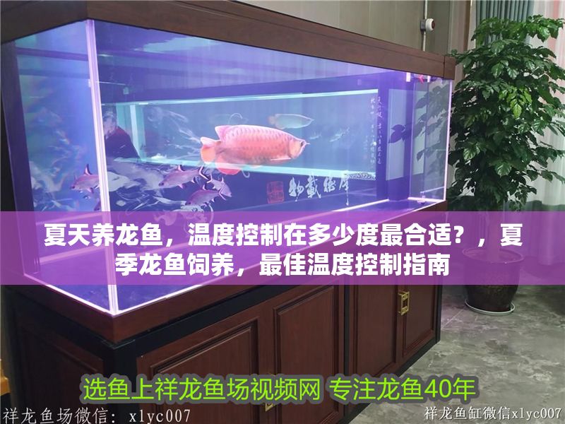 夏天養龍魚，溫度控制在多少度最合適？，夏季龍魚飼養，最佳溫度控制指南