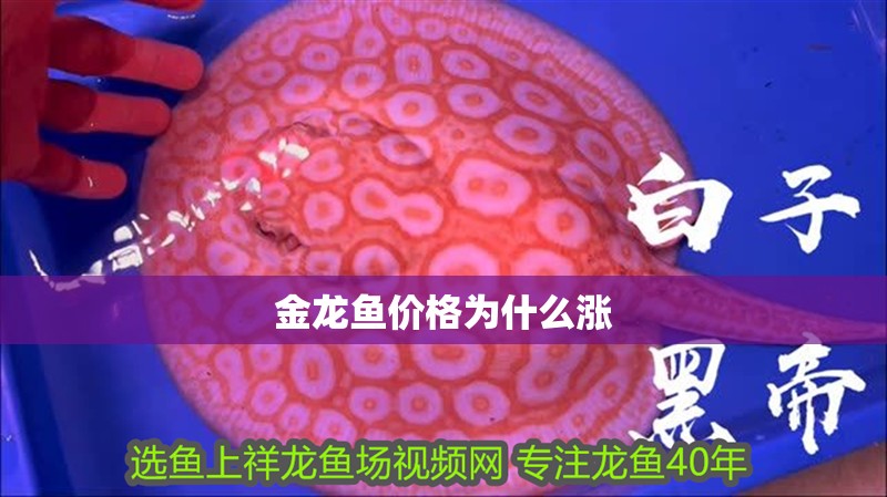 金龍魚價格為什么漲 金龍魚價格為什么漲 龍魚百科 第2張