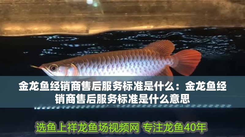 金龍魚經銷商售后服務標準是什么：金龍魚經銷商售后服務標準是什么意思