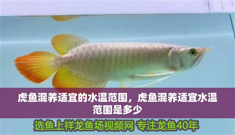 虎魚混養(yǎng)適宜的水溫范圍，虎魚混養(yǎng)適宜水溫范圍是多少