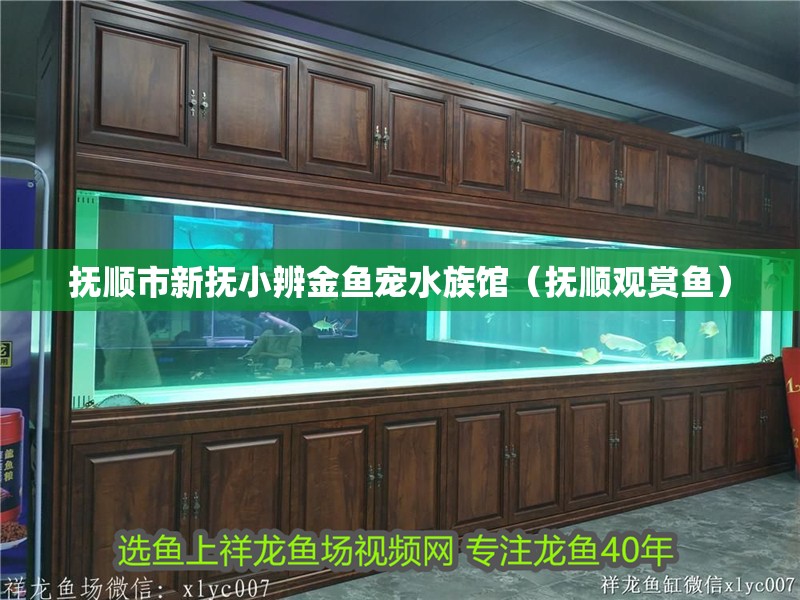 撫順市新撫小辨金魚寵水族館（撫順觀賞魚）