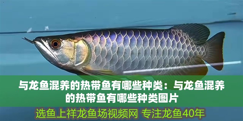 與龍魚混養的熱帶魚有哪些種類：與龍魚混養的熱帶魚有哪些種類圖片