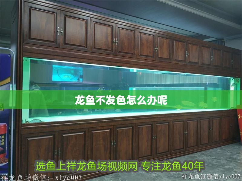 龍魚不發色怎么辦呢