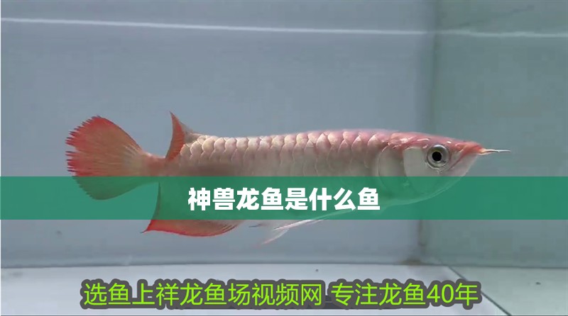 神獸龍魚是什么魚