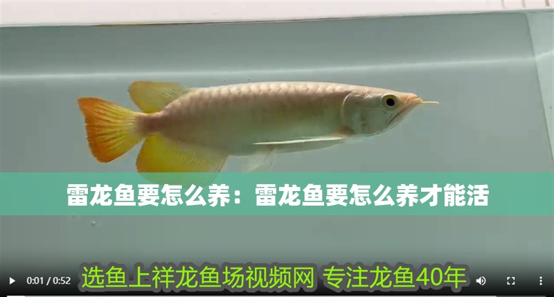 雷龍魚要怎么養：雷龍魚要怎么養才能活