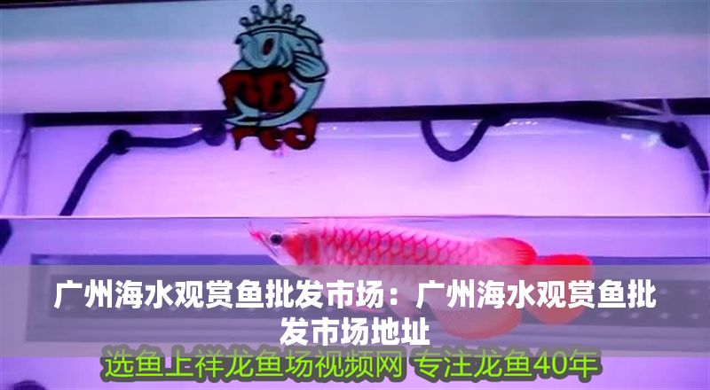 廣州海水觀賞魚批發(fā)市場(chǎng)：廣州海水觀賞魚批發(fā)市場(chǎng)地址