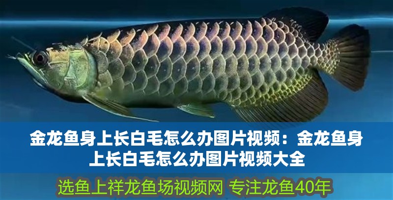 金龍魚身上長白毛怎么辦圖片視頻：金龍魚身上長白毛怎么辦圖片視頻大全