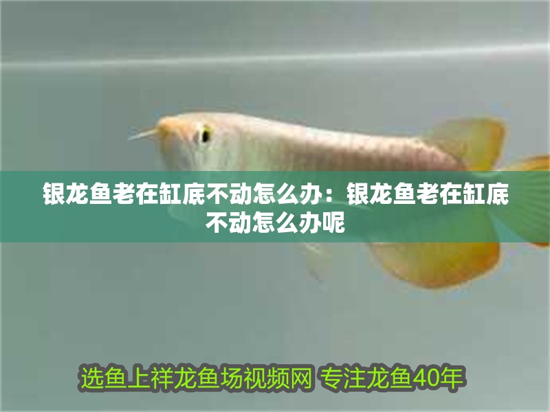 銀龍魚老在缸底不動(dòng)怎么辦：銀龍魚老在缸底不動(dòng)怎么辦呢