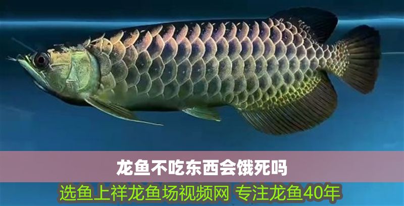 龍魚不吃東西會餓死嗎 龍魚百科 第1張 龍魚不吃東西會餓死嗎 龍魚不吃東西會餓死嗎 龍魚百科 第1張