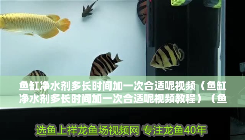 魚缸凈水劑多長時(shí)間加一次合適呢視頻（魚缸凈水劑多長時(shí)間加一次合適呢視頻教程）（魚缸凈水劑多久加一次）
