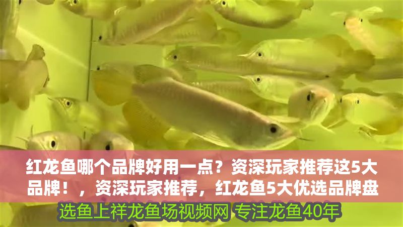 紅龍魚哪個品牌好用一點？資深玩家推薦這5大品牌！，資深玩家推薦，紅龍魚5大優選品牌盤點！