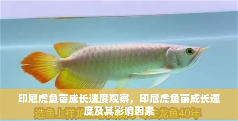 印尼虎魚苗成長速度觀察，印尼虎魚苗成長速度及其影響因素