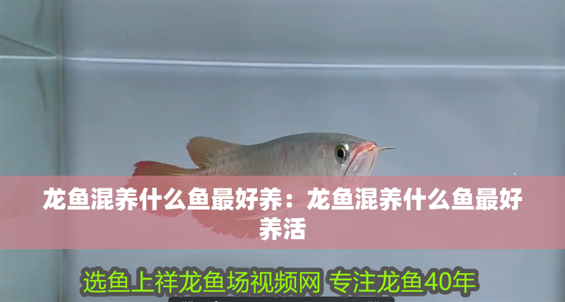 龍魚混養什么魚最好養：龍魚混養什么魚最好養活 龍魚混養什么魚最好養：龍魚混養什么魚最好養活 水族問答