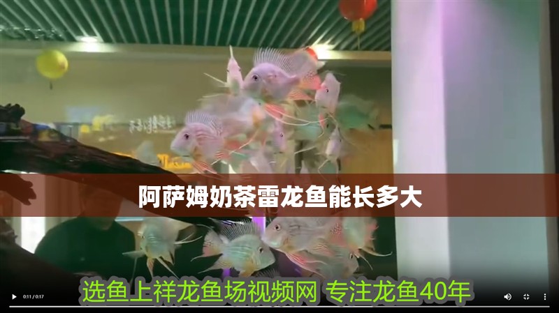 阿薩姆奶茶雷龍魚能長多大