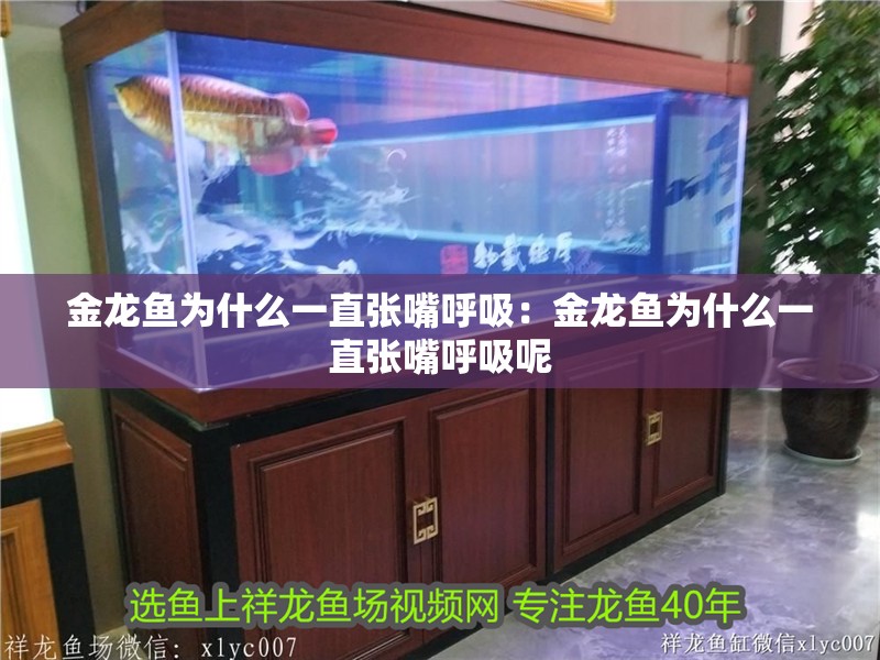 金龍魚為什么一直張嘴呼吸:金龍魚為什么一直張嘴呼吸呢 水族問答 金龍魚為什么一直張嘴呼吸:金龍魚為什么一直張嘴呼吸呢 金龍魚為什么一直張嘴呼吸:金龍魚為什么一直張嘴呼吸呢 水族問答