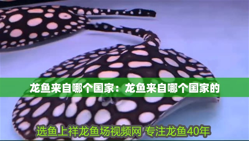 龍魚來自哪個國家：龍魚來自哪個國家的