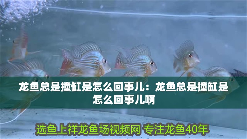 龍魚總是撞缸是怎么回事兒：龍魚總是撞缸是怎么回事兒啊