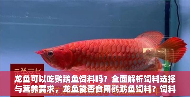 龍魚(yú)可以吃鸚鵡魚(yú)飼料嗎？全面解析飼料選擇與營(yíng)養(yǎng)需求，龍魚(yú)能否食用鸚鵡魚(yú)飼料？飼料選擇與營(yíng)養(yǎng)需求詳解