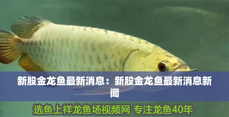 新股金龍魚最新消息：新股金龍魚最新消息新聞