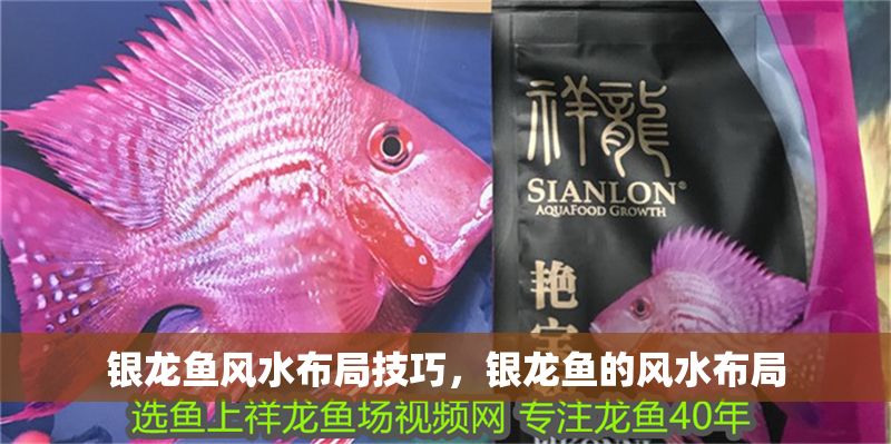 銀龍魚風水布局技巧，銀龍魚的風水布局