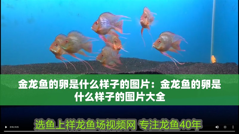 金龍魚的卵是什么樣子的圖片：金龍魚的卵是什么樣子的圖片大全
