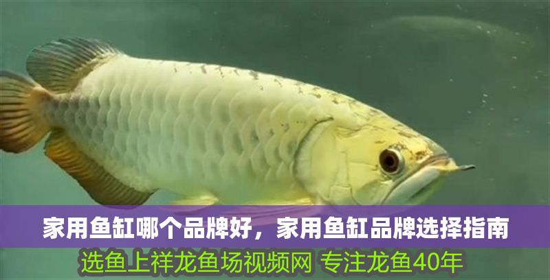 家用魚缸哪個品牌好，家用魚缸品牌選擇指南