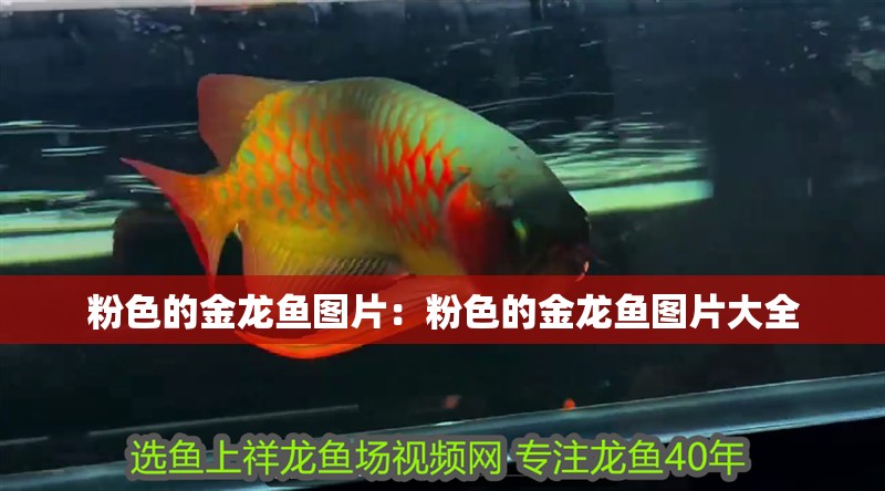 粉色的金龍魚圖片：粉色的金龍魚圖片大全