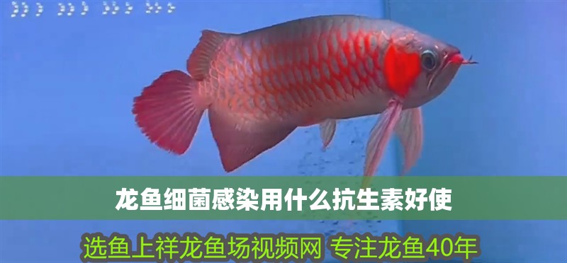 龍魚細菌感染用什么抗生素好使 龍魚細菌感染用什么抗生素好使 龍魚百科 第2張