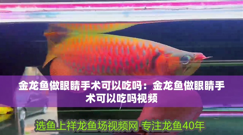 金龍魚做眼睛手術可以吃嗎：金龍魚做眼睛手術可以吃嗎視頻