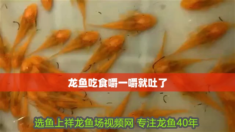 龍魚吃食嚼一嚼就吐了