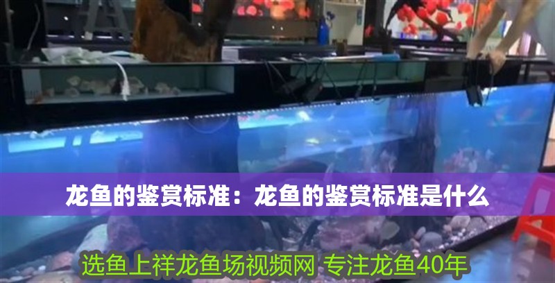 龍魚的鑒賞標(biāo)準(zhǔn)：龍魚的鑒賞標(biāo)準(zhǔn)是什么