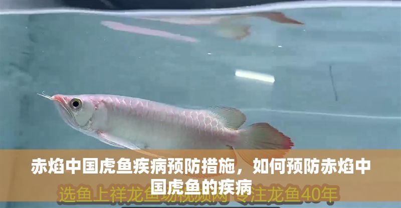 赤焰中國虎魚疾病預防措施，如何預防赤焰中國虎魚的疾病