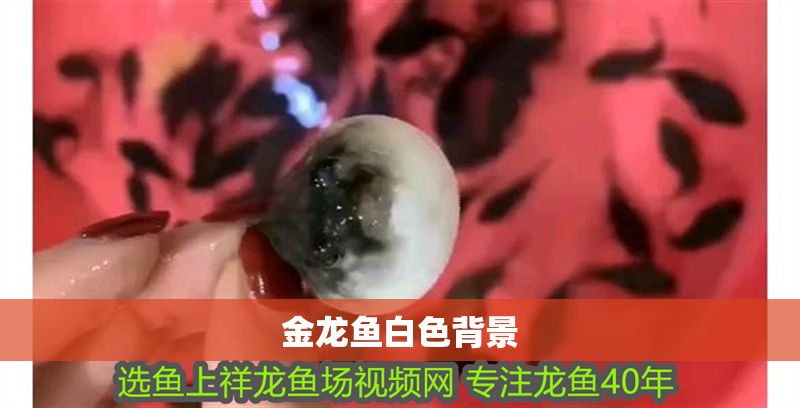 金龍魚白色背景