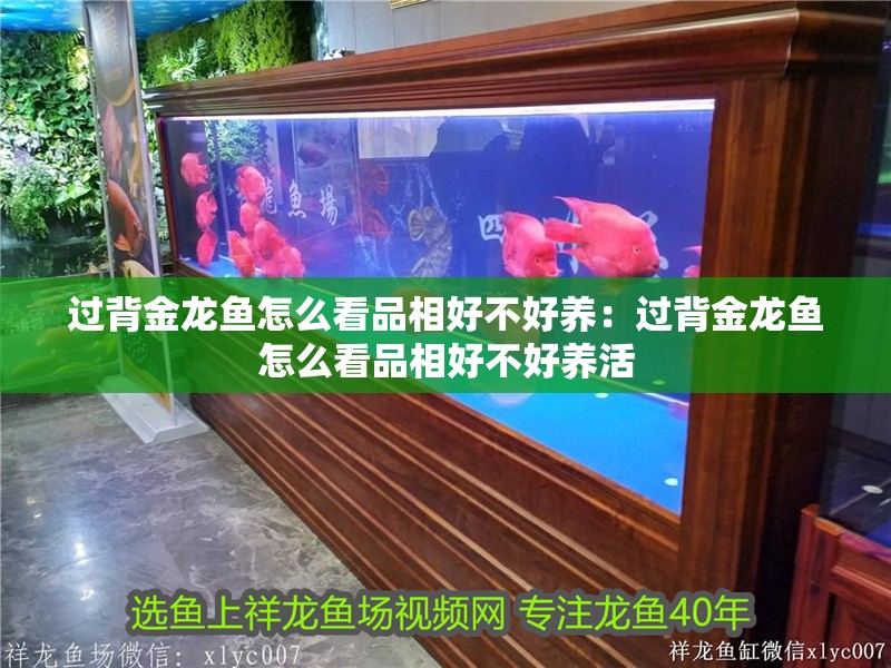 過背金龍魚怎么看品相好不好養：過背金龍魚怎么看品相好不好養活 過背金龍魚怎么看品相好不好養：過背金龍魚怎么看品相好不好養活 水族問答