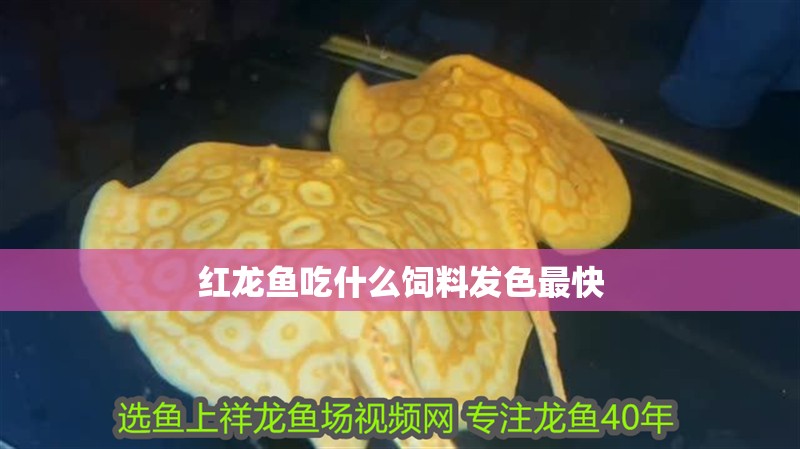 紅龍魚吃什么飼料發色最快