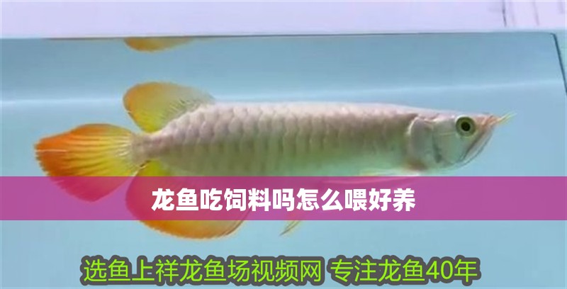 龍魚吃飼料嗎怎么喂好養(yǎng) 龍魚吃飼料嗎怎么喂好養(yǎng) 龍魚百科 第2張