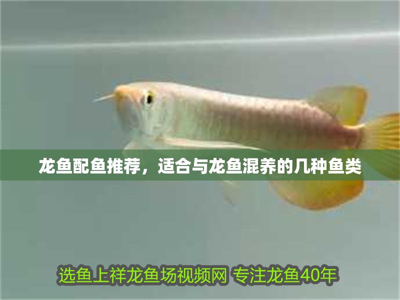 龍魚配魚推薦，適合與龍魚混養的幾種魚類